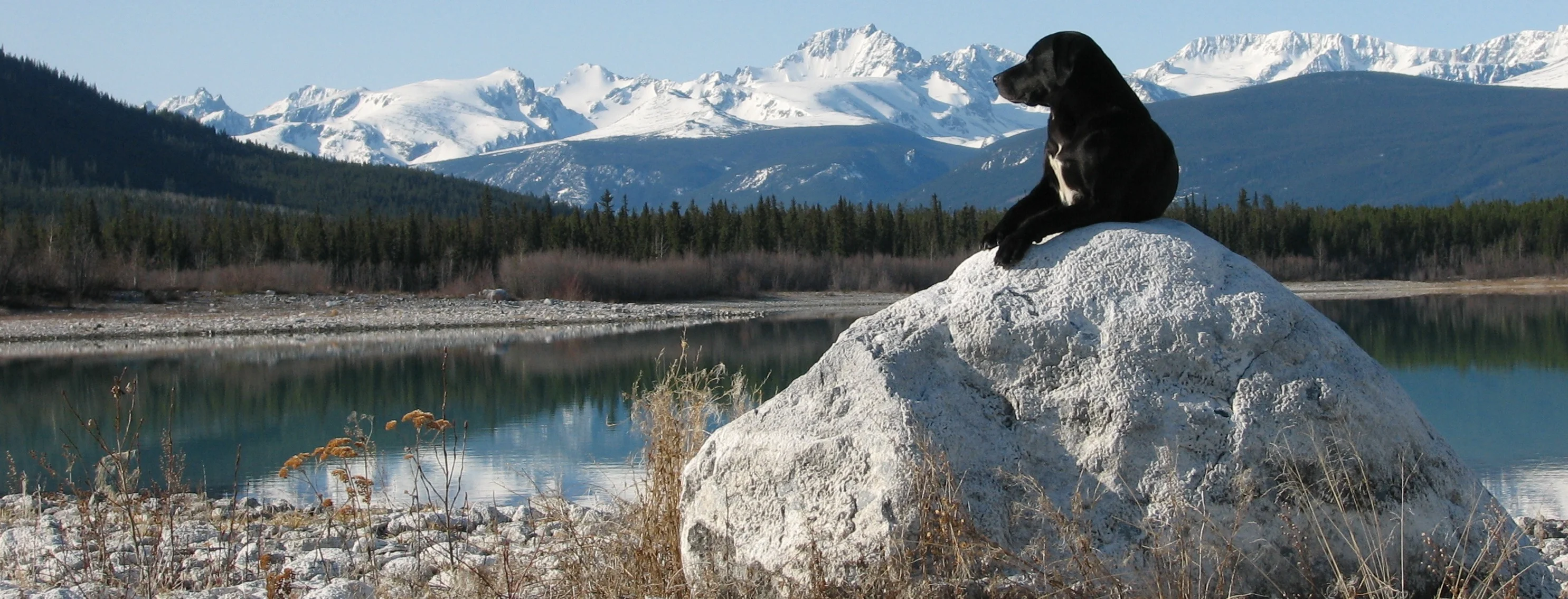 Dog on a rock in front of a lake and mountains
